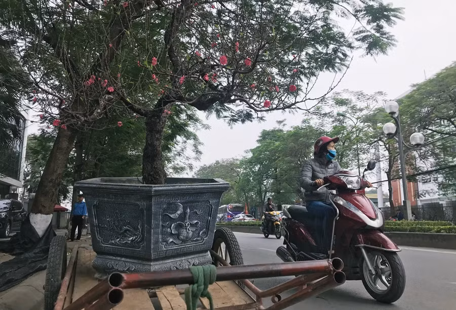 Những gốc đào được đưa đến bày bán ở đây đều đang đua nhau nở hoa.
