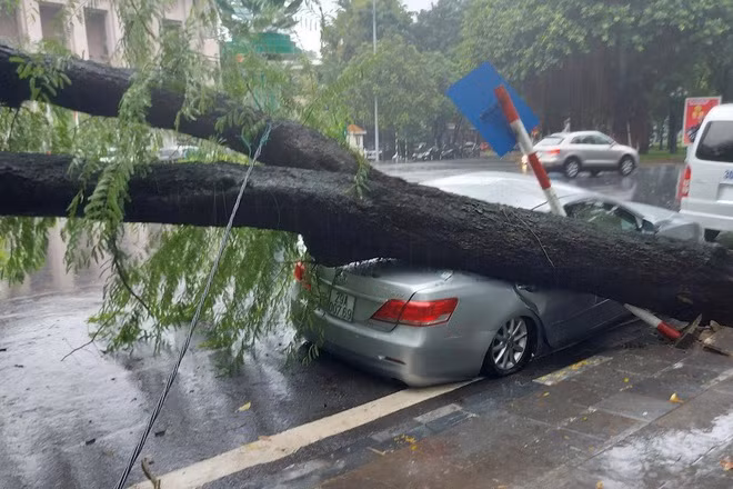 Lãnh đạo Đội CSGT số 1 thông tin, đội cũng đã cử một tổ công tác gồm 4 cán bộ, chiến sĩ ra hiện trường để phân luồng giao thông. Hiện vụ cây cổ thụ bật gốc đè bẹp đuôi xe Camry trong cơn mưa lớn đang được cơ quan chức năng điều tra, làm rõ. 