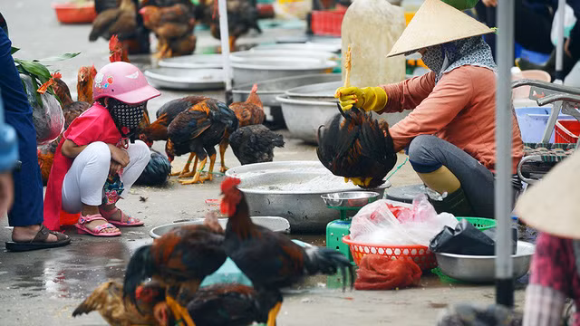 Đúng như dự đoán, kết quả giải trình tự gen thế hệ thứ hai (mNGS) của dịch rửa phế nang đã phát hiện ra trình tự axit nucleic của vi khuẩn Chlamydia psittaci.