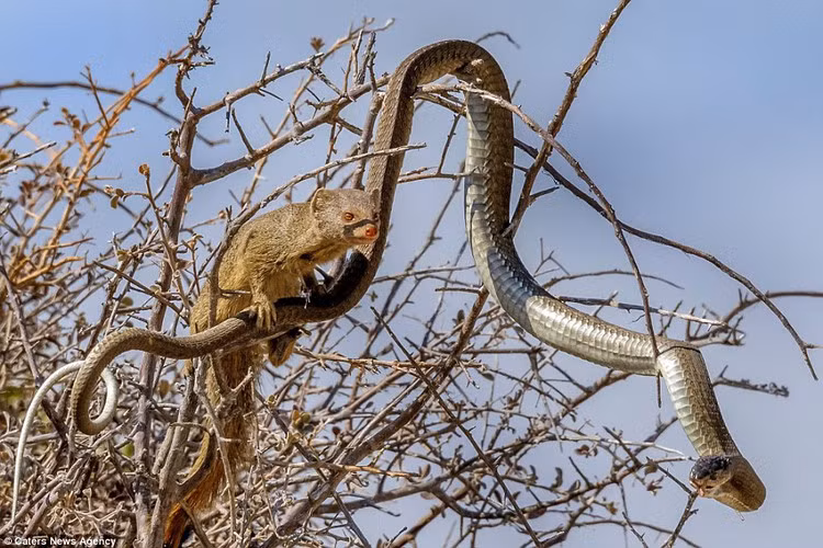 Cầy mongoose không phải loài sát thủ máu lạnh nhưng chúng rất hung hăng khi cần thiết. Từng có việc một con cầy mongoose đã dũng cảm đánh bại 4 con sư tử con và trốn thoát.