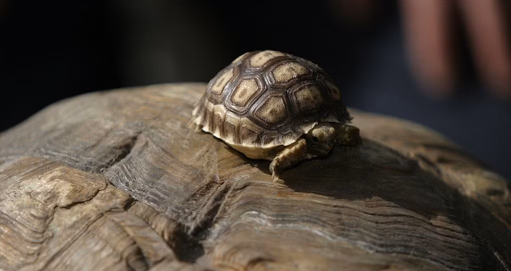 Rùa sulcata có tuổi thọ lên tới 100 năm. Tuổi thọ cũng có thể bị ảnh hưởng bởi chế độ ăn uống của chúng, rùa Sulcata lớn lên trong môi trường ít căng thẳng có tuổi thọ cao hơn.