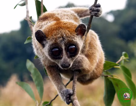 Cu li lùn, hay cu li nhỏ, có tên khoa học là Nycticebus pygmaeus, là một loài linh trưởng độc đáo thuộc phân họ cu li chỉ xuất hiện tại các khu rừng ở Việt Nam, Lào và Campuchia. Nguồn ảnh: Phùng Mỹ Trung