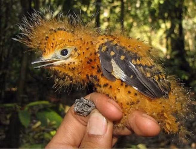 Laniocera hypopyrra là một loài chim trong họ Tityridae. Môi trường sống tự nhiên của chúng là rừng ẩm vùng đất thấp nhiệt đới hoặc cận nhiệt đới. Chim non có bộ lông và cách di chuyển trông giống như loài sâu bướm độc, giúp chúng thoát khỏi nanh vuốt kẻ thù.
