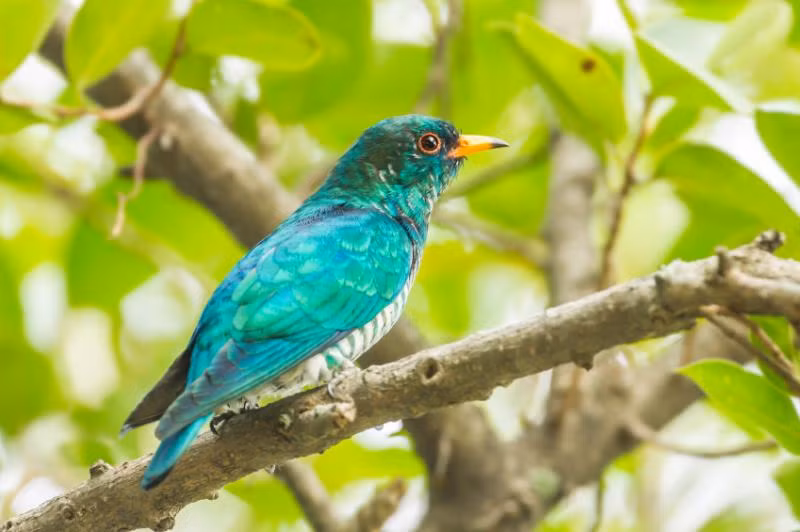 Tìm vịt lục bảo châu Á (Chrysococcyx maculatus) là một loài chim sặc sỡ thuộc họ Cu cu, được tìm thấy trong các khu rừng phía Nam và Đông Nam Á, trong đó có Việt Nam.