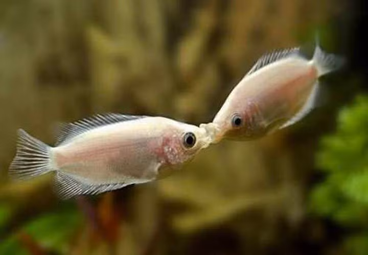 Màn khóa môi của loài cá khiến cho chúng ta phải “mắt tròn, mắt dẹt” chiêm ngưỡng.