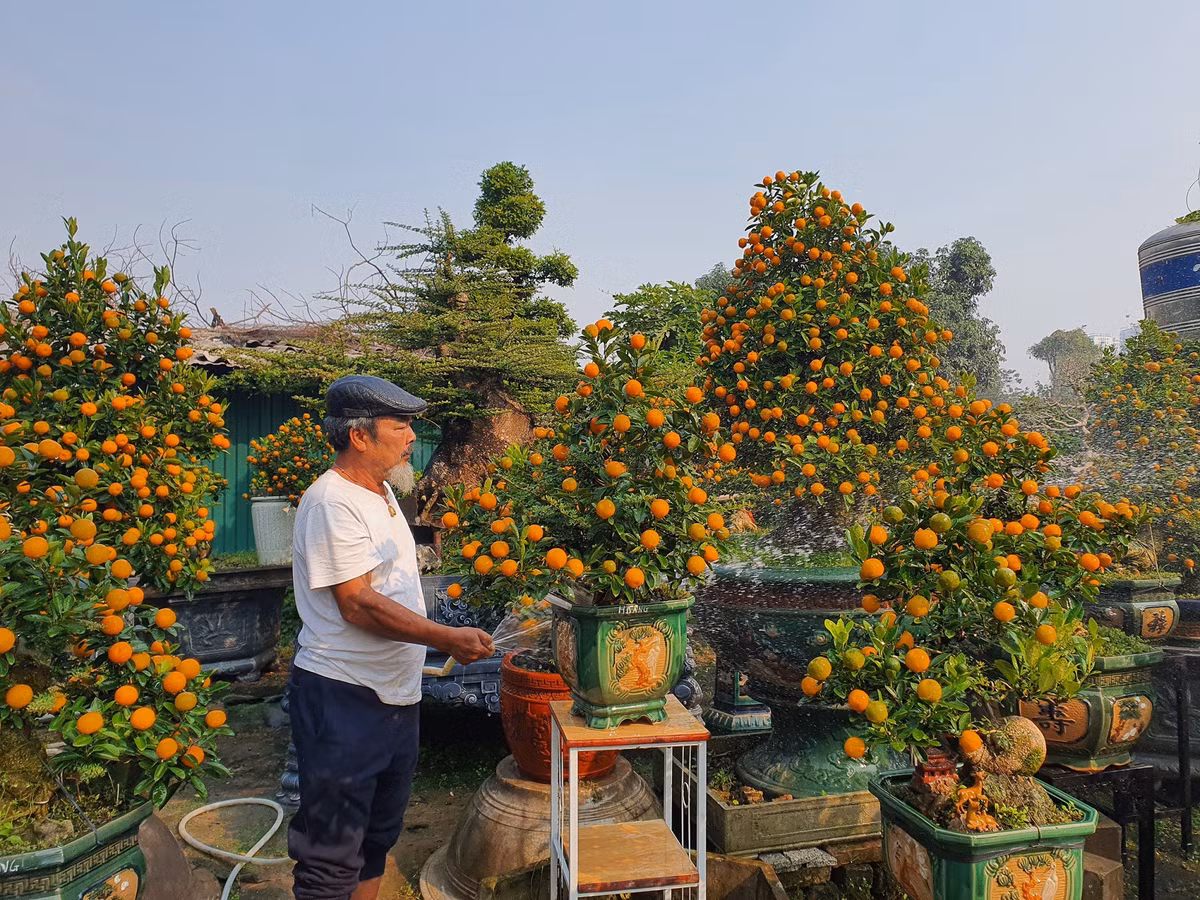 Vườn quất độc lạ tiền tỷ, chưa đến Tết khách đã đặt hàng ảnh 7