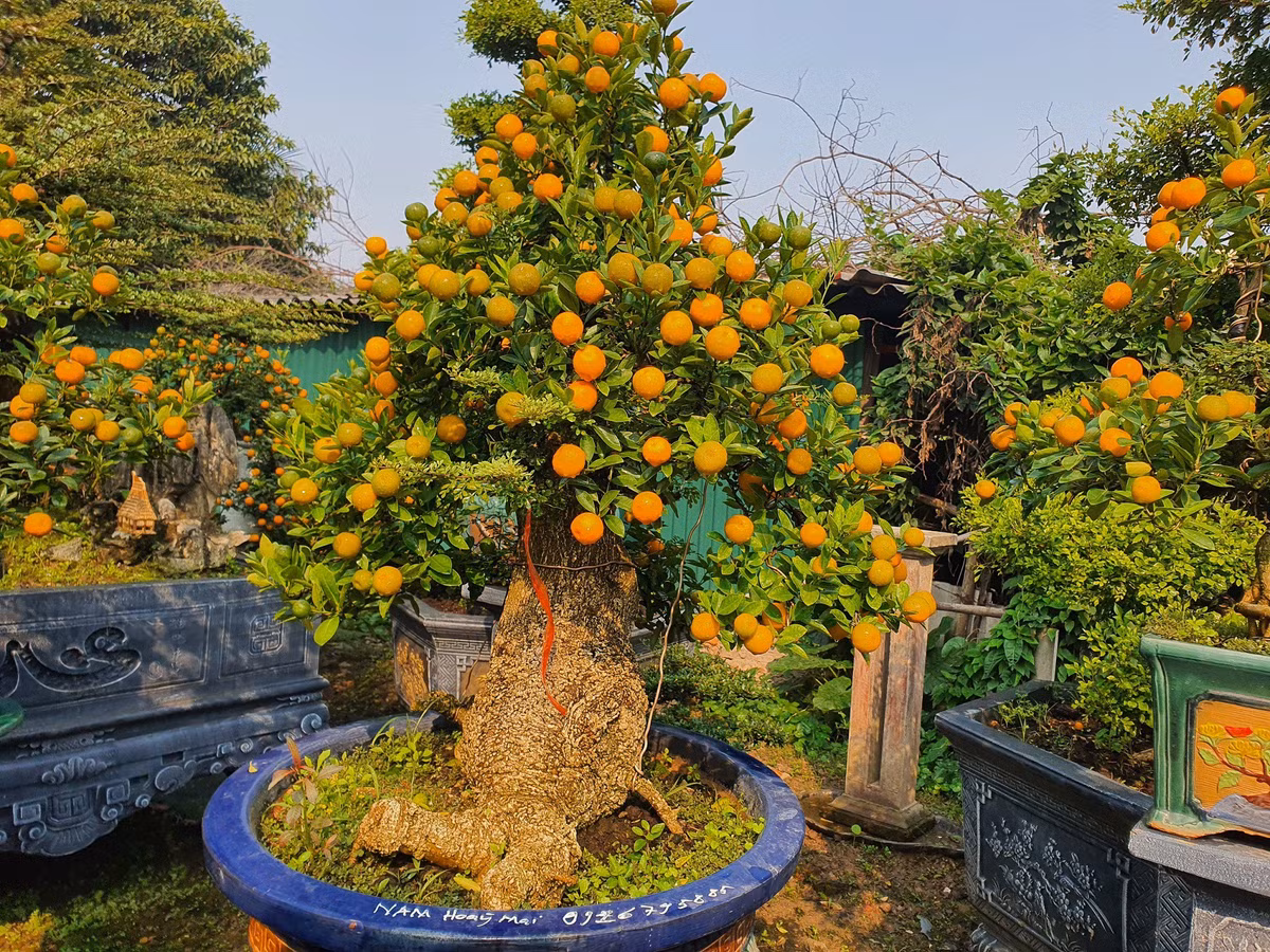 Vườn quất độc lạ tiền tỷ, chưa đến Tết khách đã đặt hàng ảnh 5