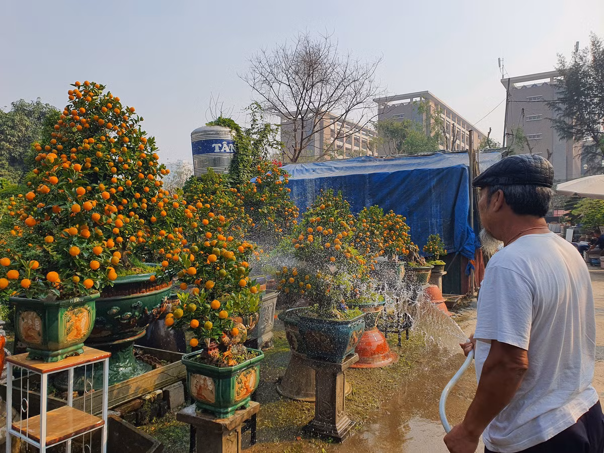 Vườn quất độc lạ tiền tỷ, chưa đến Tết khách đã đặt hàng ảnh 8