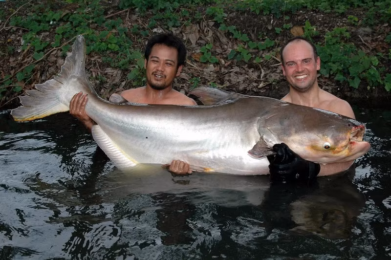 Cá tra dầu khổng lồ sống Mekong từ lâu đã là một phần quan trọng trong văn hóa khu vực. Chúng được miêu tả trong những bức tranh hang động có niên đại khoảng 3.000 tuổi và được coi là một biểu tượng của dòng sông, nơi thủy sản nuôi sống hàng triệu người và được định giá 10 tỷ USD mỗi năm. Ảnh: animal.memozee.com.