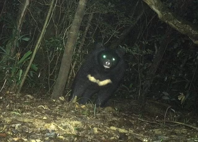 Gấu ngựa có tên khoa học là Ursus thibetanus hay Ursus tibetanus, còn được biết đến với tên gọi gấu đen Tây Tạng, gấu đen Himalaya hay gấu đen châu Á. Ảnh: Ban Quản lý Khu Bảo tồn thiên nhiên Bắc Hướng Hóa.