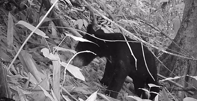 Gấu ngựa nằm trong Sách đỏ Thế giới (IUCN), là loài dễ bị thương tổn trong số các động vật đang bị đe dọa. Đây cũng là loài động vật quý hiếm, đứng trước nguy cơ bị tuyệt chủng. Ảnh: Người lao động.
