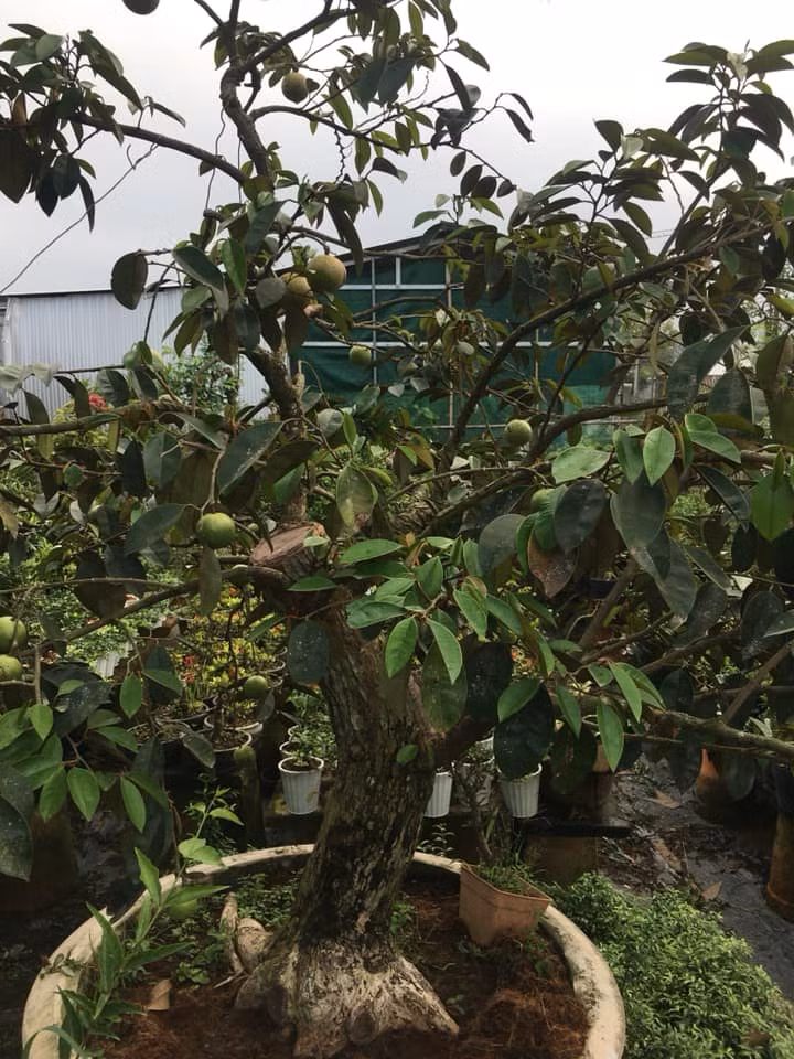 Những người mê cây cảnh sẵn sàng chi mạnh tay để có được những cây vú sữa lạ mắt chưng trong nhà dịp Tết. Ảnh: FB Thơ Nguyễn.