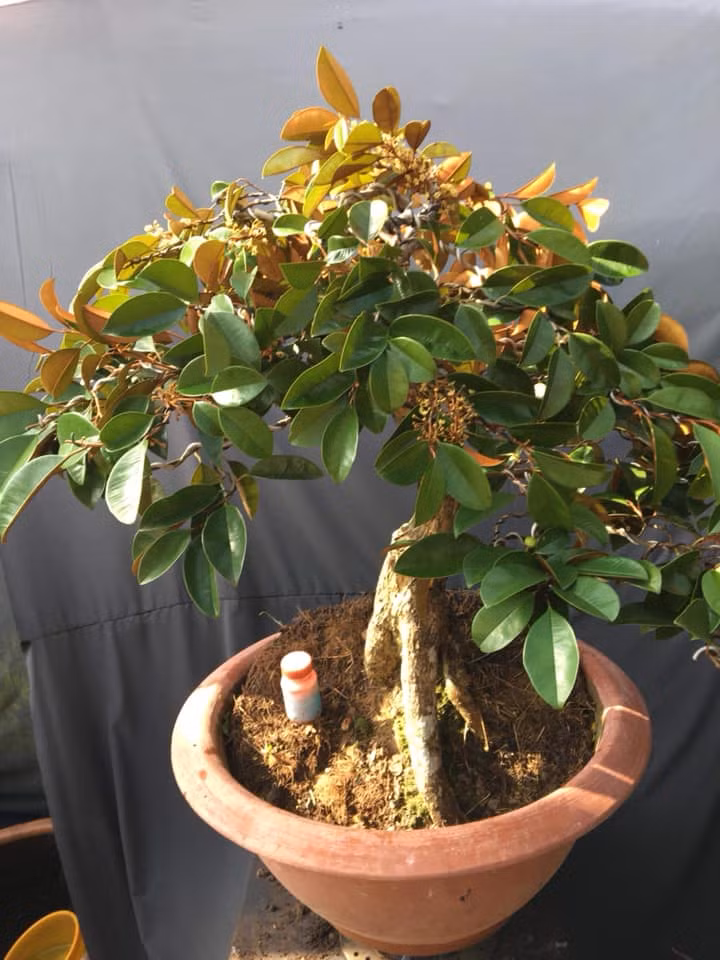  Vú sữa Lò Rèn hoa đầy cành được chủ nhân rao bán với giá gần 4 triệu đồng. Ảnh: FB Bonsai Tâm.