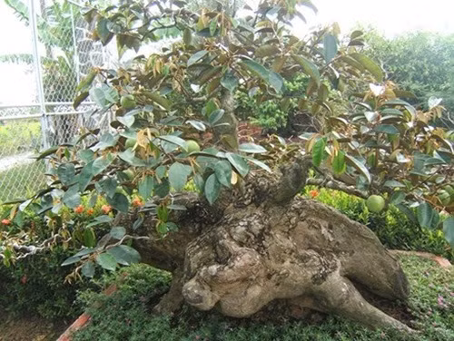 Cây vú sữa gốc khủng vài chục năm tuổi siêu lạ mắt. Ảnh: VOV.
