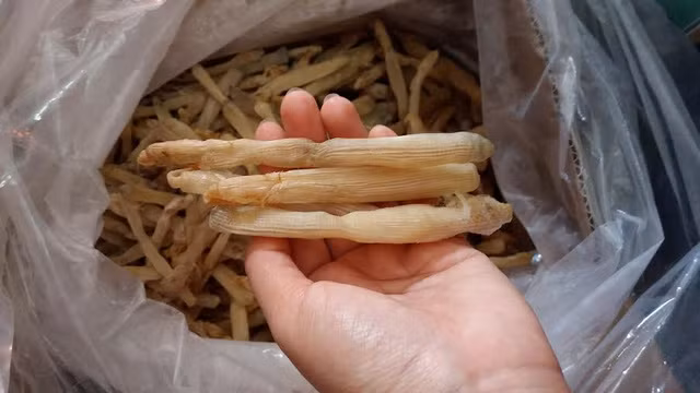 Là một trong những hải sản quý hiếm từ xưa, sá sùng có giá thành khá cao. Tại một vài thời điểm, giá 1kg thành phẩm của loại “sâu biển” này tương đương với một chỉ vàng. Ảnh: Gia đình&amp;Xã hội.