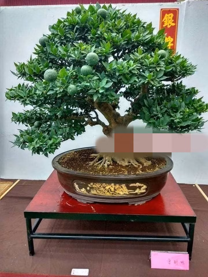 Anh Đông hy vọng Tết năm nay sẽ có một chậu cảnh độc đáo trang trí nhà. Ảnh: FB Gardener Nguyễn Hoàng Phong.