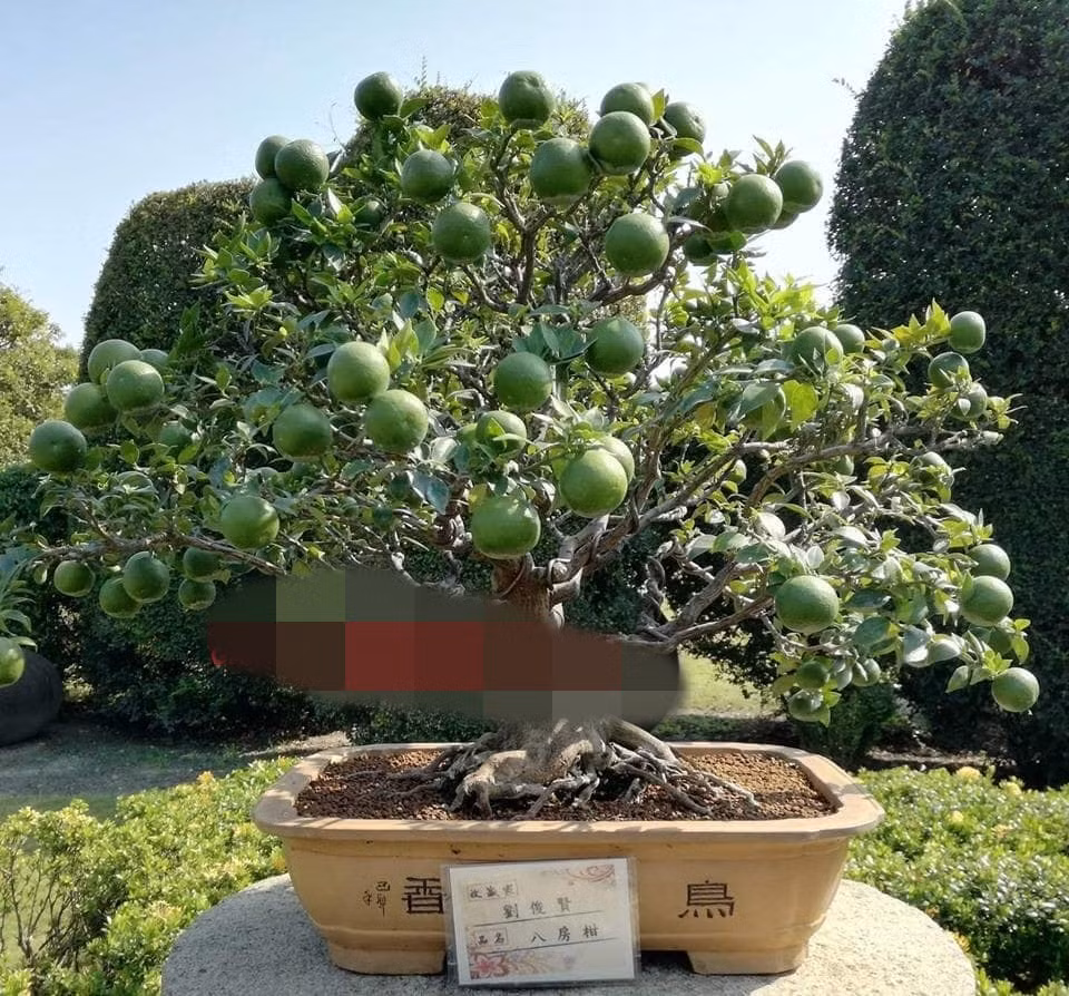Cây cam lá nhỏ và đặc biệt rất sai quả. Ảnh: FB Gardener Nguyễn Hoàng Phong.