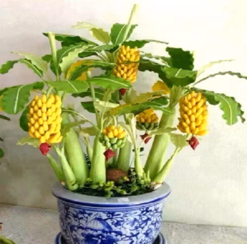 Một chậu chuối cảnh cho không gian nhà thêm mới lạ ngày đầu năm. Ảnh: AliExpress