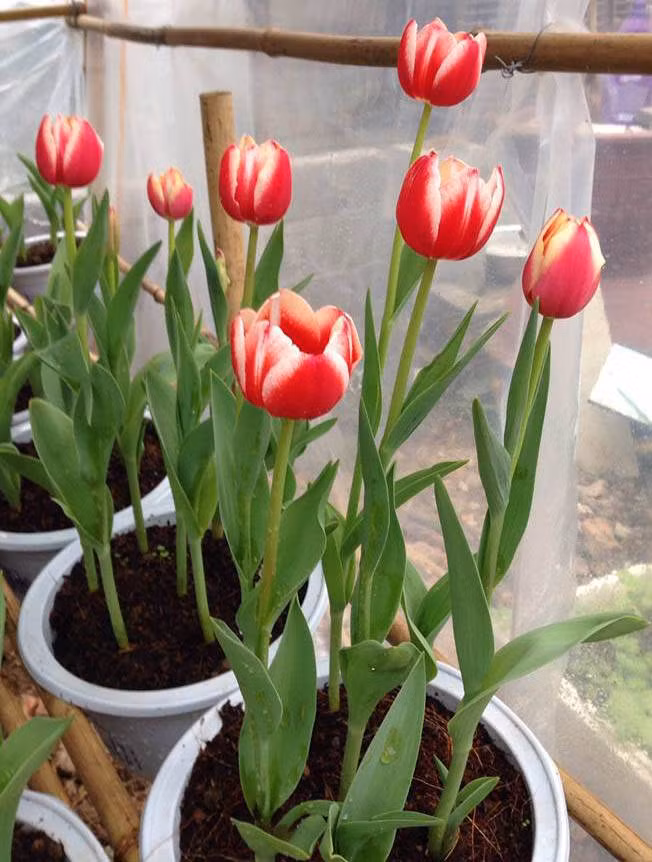 Có hình dáng, màu sắc đẹp nên hoa tulip là một trong những loại hoa rất được chuộng trồng để chơi tết. Ảnh: Happynest.