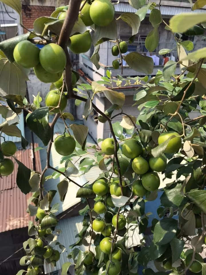 Một mẹo để cây táo cho nhiều trái được các chị em truyền tai nhau là rạch nhẹ hình tròn quanh gốc cây khoảng 1 cm lúc cây ra hoa, thu hoạch xong lấy đất mùn trét vào vết rạch. Ảnh: FB Trung Kien Pham.