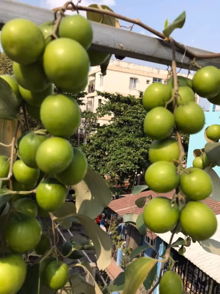 Táo ta có thể trồng trong chậu, khay hoặc thùng xốp. Ảnh: FB Trung Kien Pham.