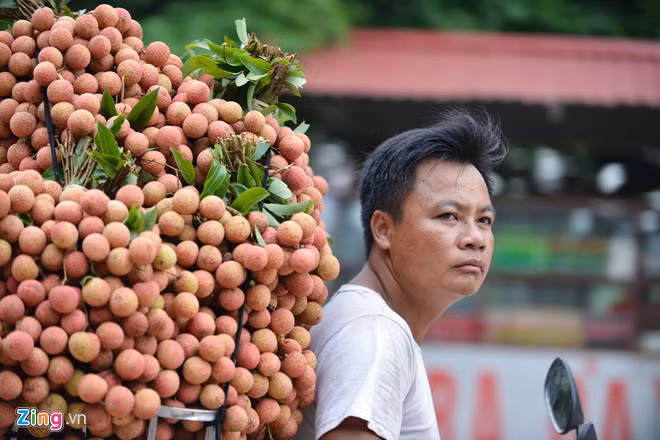 Theo người dân, giá vải năm nay cao hơn nhiều so với các năm trước. Vải thiều thường được bán với giá 28.000-35.000 đồng/kg, còn giống vải Thanh Hà là 40.000-50.000 đồng/kg.