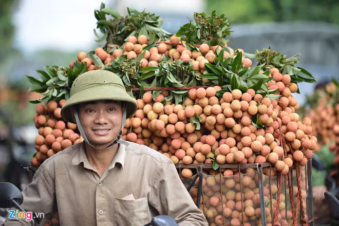 Anh Bùi Đình Đồng (ở xã Phượng Sơn, Lục Ngạn) bày tỏ niềm vui vì vải được giá. "Tuy sản lượng không nhiều bằng các năm trước nhưng giá thu mua tốt nên thu nhập cũng tạm ổn. Mong rằng từ giờ tới cuối vụ, giá vải ổn định cho nông dân chúng tôi bớt khổ", anh Đồng nói.