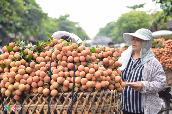 Lý giải về việc giá vải cao hơn những năm trước, chị Nguyễn Hoài (chủ một đại lý thu mua) cho biết: "Vải đang đầu mùa chưa có nhiều, trong khi nhu cầu thị trường trong nước tăng cao. Một lý do nữa là chất lượng vải năm nay cũng khá tốt nên có mức giá cao như vậy".