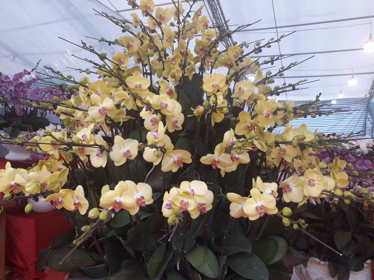 Chậu lan khổng lồ, cao vút đầu người được ghép bởi hơn 100 cành lan hồ điệp có giá khoảng 30 triệu đồng.