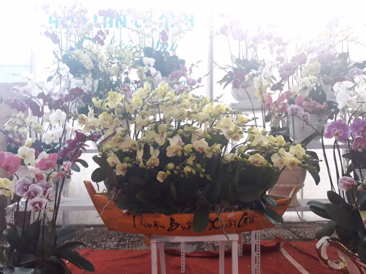 Ngoài lan hồ điệp, trong hội chợ còn có nhiều chậu địa lan vô cùng có giá trị; những chậu mai vàng đến từ An Nhơn (Bình Định) và nhiều đặc sản đến từ các vùng miền.