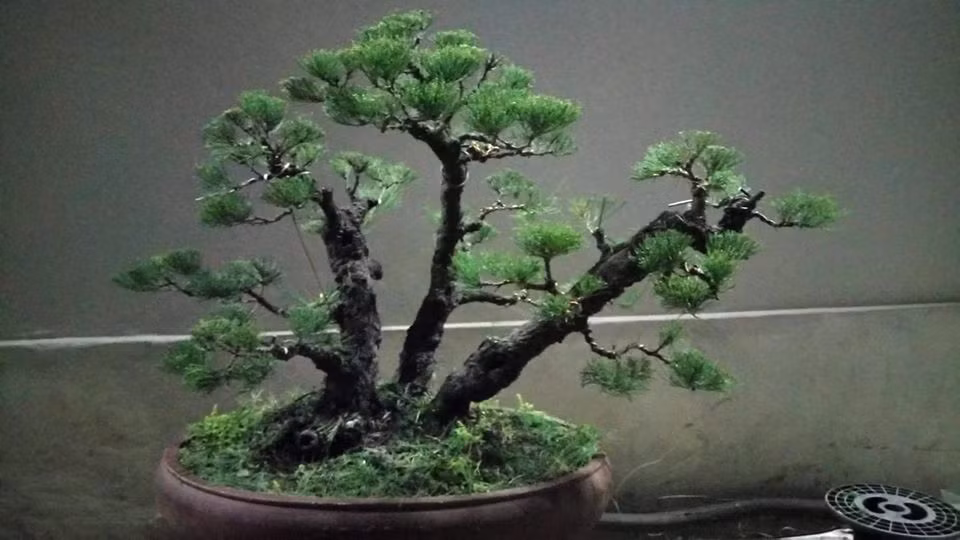 Bonsai phi lao phong cách tao nhã. Ảnh: FB BonsaiQuangbinhtan.