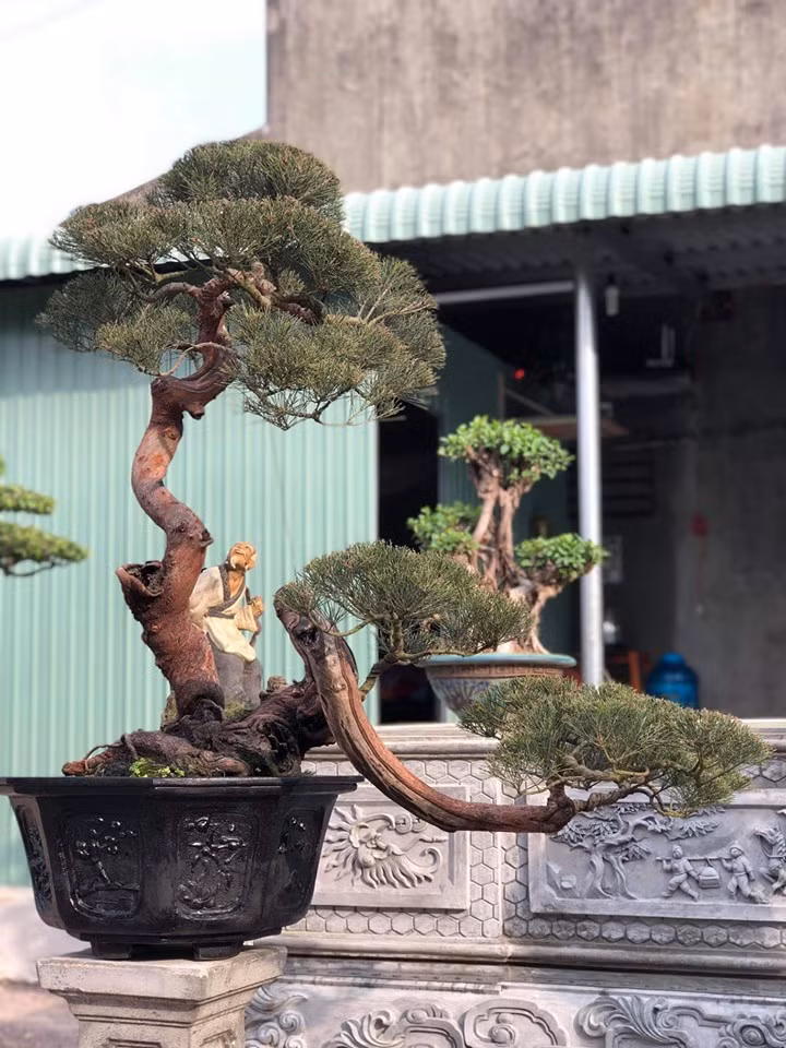 Cây được uốn nén tạo dáng bonsai vô cùng đặc biệt. Ảnh: FB Thành Đạt.