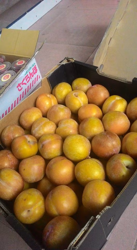 Với kích thước lớn, mận Úc thường được bổ ra thành từng miếng như cam để dễ ăn hơn. Ảnh: Oanhtraicay.