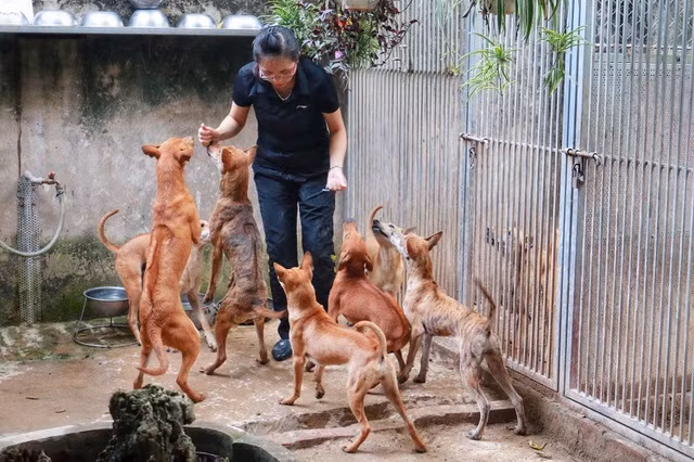 Tìm hiểu chó Phú Quốc từ năm 2009, đến nay chị Hà sở hữu 5 trang trại với hơn 100 cá thể chó Phú Quốc. Ảnh: Vietnamnet.