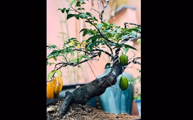Tuy nhiên, do không có thời gian chăm sóc nên nữ diễn viên lựa chọn những cây dễ trồng.