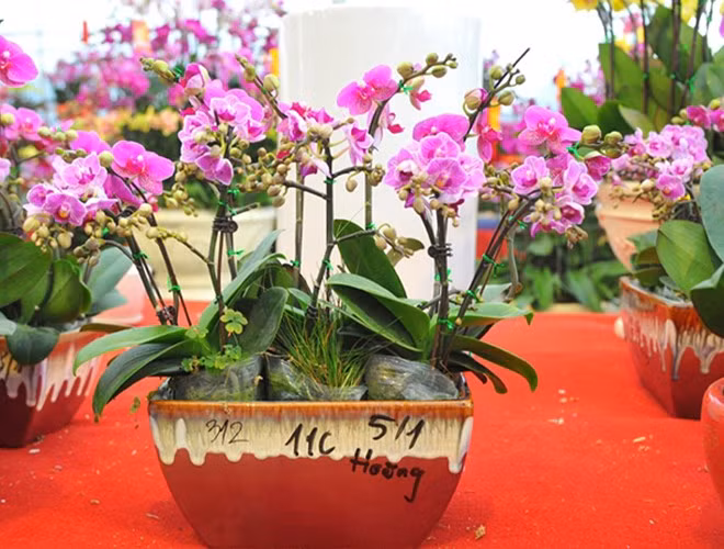 Lan mãn thiên hồng: Giá của hoa lan mãn thiên hồng khoảng 100-200 nghìn đồng/cành. Một chậu lan mãn thiên hồng bonsai mini có giá từ 1-2 triệu đồng, tùy thuộc vào số lượng cành trong chậu.