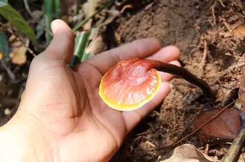 Dựa vào vị trí mọc của nấm mà phân ra thành hai loại nấm Lim xanh khác nhau: Loại mọc ra từ rễ cây lim, loại thứ hai hiếm hơn mọc ra trên thân cây lim. Ảnh: VTC.