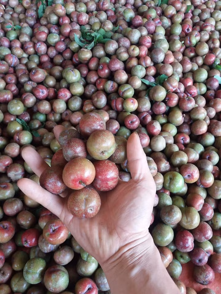 Chị Anh Sa (một tiểu thương tại chợ Long Biên, Hà Nội) cho biết: "Mỗi ngày tôi nhập được khoảng 40-50kg mận hậu nhưng nhiều hôm bán đến gần trưa là đã hết hàng. Phần lớn là người quen đặt trước". Ảnh: Facebook.