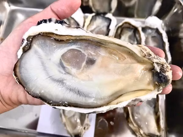 Sau khi thu hoạch, hàu được ngâm, rửa trực tiếp bằng nước biển tự nhiên. Ảnh: Daohaisan.