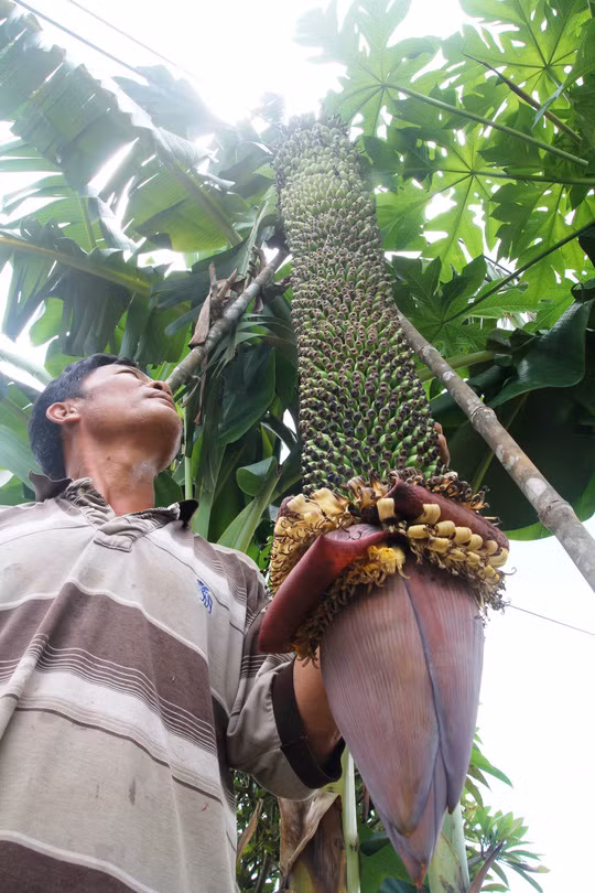 Nguồn tin mới đây trên Báo Người lao động cho biết, gần đây người dân huyện Cát Tiên (Lâm Đồng) tò mò tìm đến để tận mắt chiêm ngưỡng buồng chuối hơn 100 nải của gia đình ông Cao Văn Hưng (thị trấn Phước Cát, huyện Cát Tiên, tỉnh Lâm Đồng). Ảnh: Người lao động.