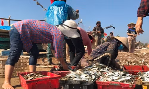 Theo ngư dân ở đây, họ đưa thuyền, bè ra khơi từ 2h sáng. Đến 9h sáng tàu đã về với những chiếc thuyền đầy tôm cá. Ảnh: Dân Việt.