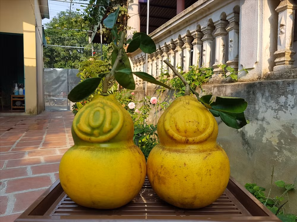 Những trái bưởi được định hình thành hồ lô và in chữ nổi Tài, Lộc đang gây sốt trong dịp Tết Nguyên đán năm nay dù giá lên tới cả triệu đồng. Ảnh: Lao động.