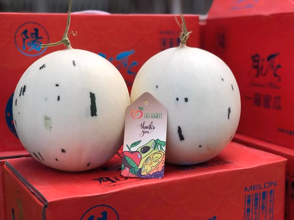 Nếu tính giá 300.000 đồng/kg thì có quả dưa sữa trị giá nửa triệu đồng. Ảnh: Hoaquauudam.