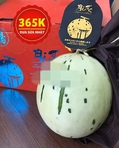 Dưa trắng Nhật Bản được xách tay về Việt Nam theo đường hàng không và đóng hộp sang trọng. Ảnh: Biovegi.