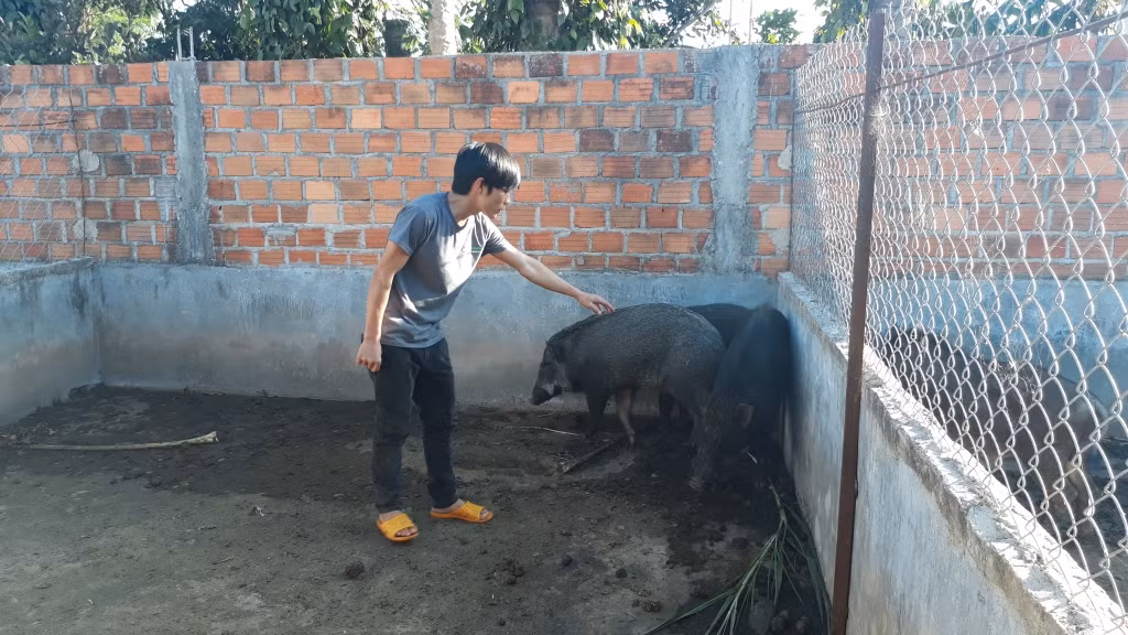 Bỏ công việc mới mức thu nhập ổn định, chàng thanh niên 9X Nguyễn Hữu Quân (xã Đăk Djrăng, huyện Mang Yang, tỉnh Gia Lai) về nhà bắt tay vào mô hình nuôi heo rừng lai. Ảnh: ĐSPL.