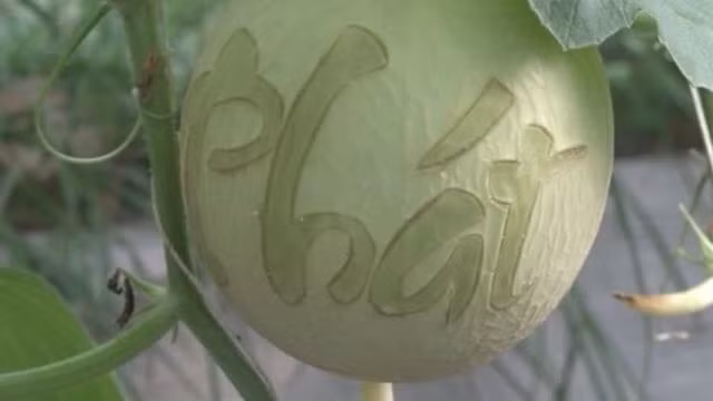 Mỗi cặp dưa lưới này có giá từ 700.000 - 1 triệu đồng. Ảnh: Baodongthap.