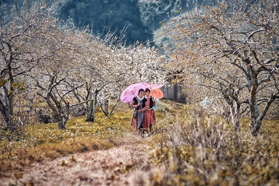 Những ngày đầu xuân, Mộc Châu đón nhiều du khách bởi vào đến mùa hoa mận, hoa đào nở. Ở Mộc Châu mận được trồng thành những triền đồi trải dài bởi thế đến mùa hoa mận nở chẳng còn loài hoa nào dám vươn mình đọ sắc. Ảnh: ĐSPL.