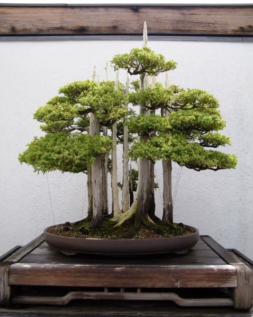 Một trong những cây bonsai phổ biến nhất vẫn còn tồn tại cho đến ngày nay là cây Goshin do John Y. Naka tạo ra. The Goshin được tạo ra từ cây bách xù nổi tiếng vào năm 1948.