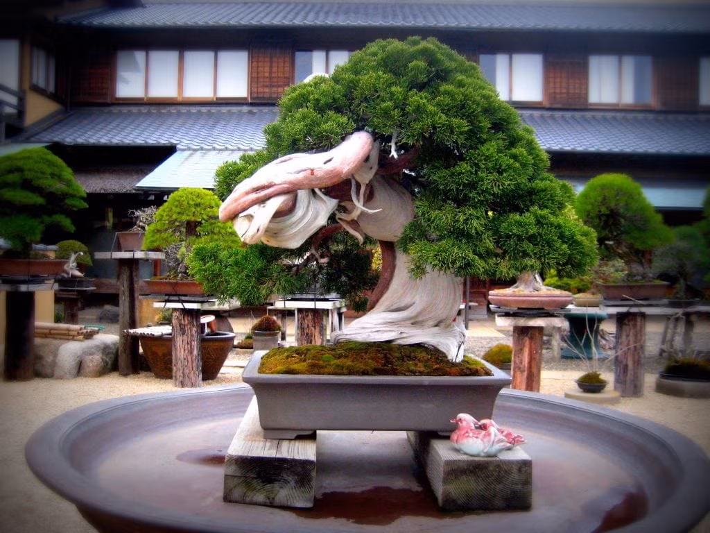 10 kiet tac bonsai dep hiem co, gia 