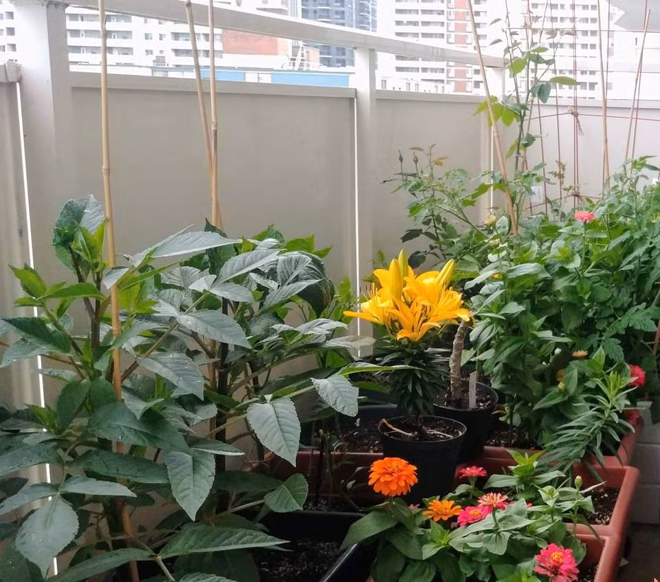 Ban công chưa đầy 10m2 được chị Priyanka biến thành vườn rau xanh tốt khiến ai một lần ghé thăm cũng ngưỡng mộ.